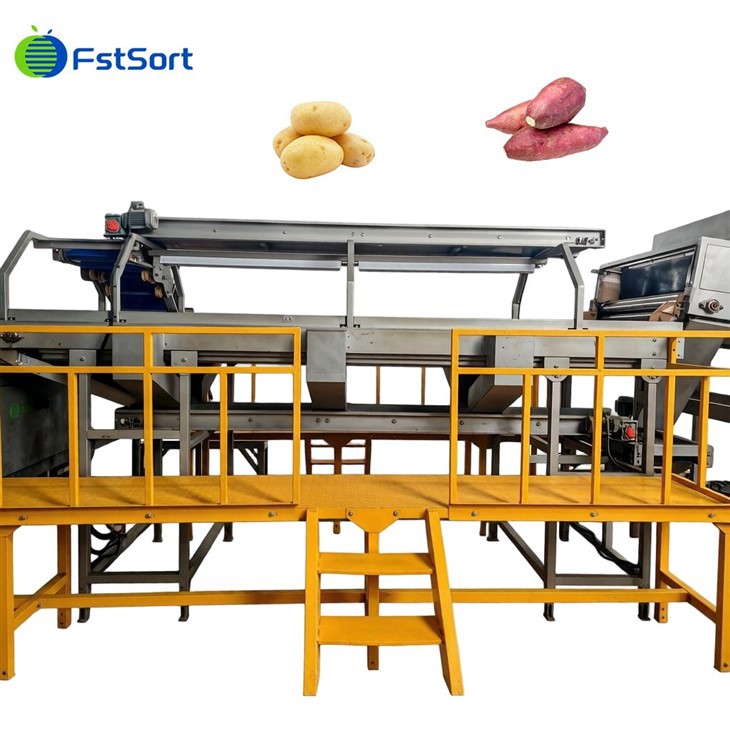 Advanced Sweet Potato Washing Roller Sorting Machine best